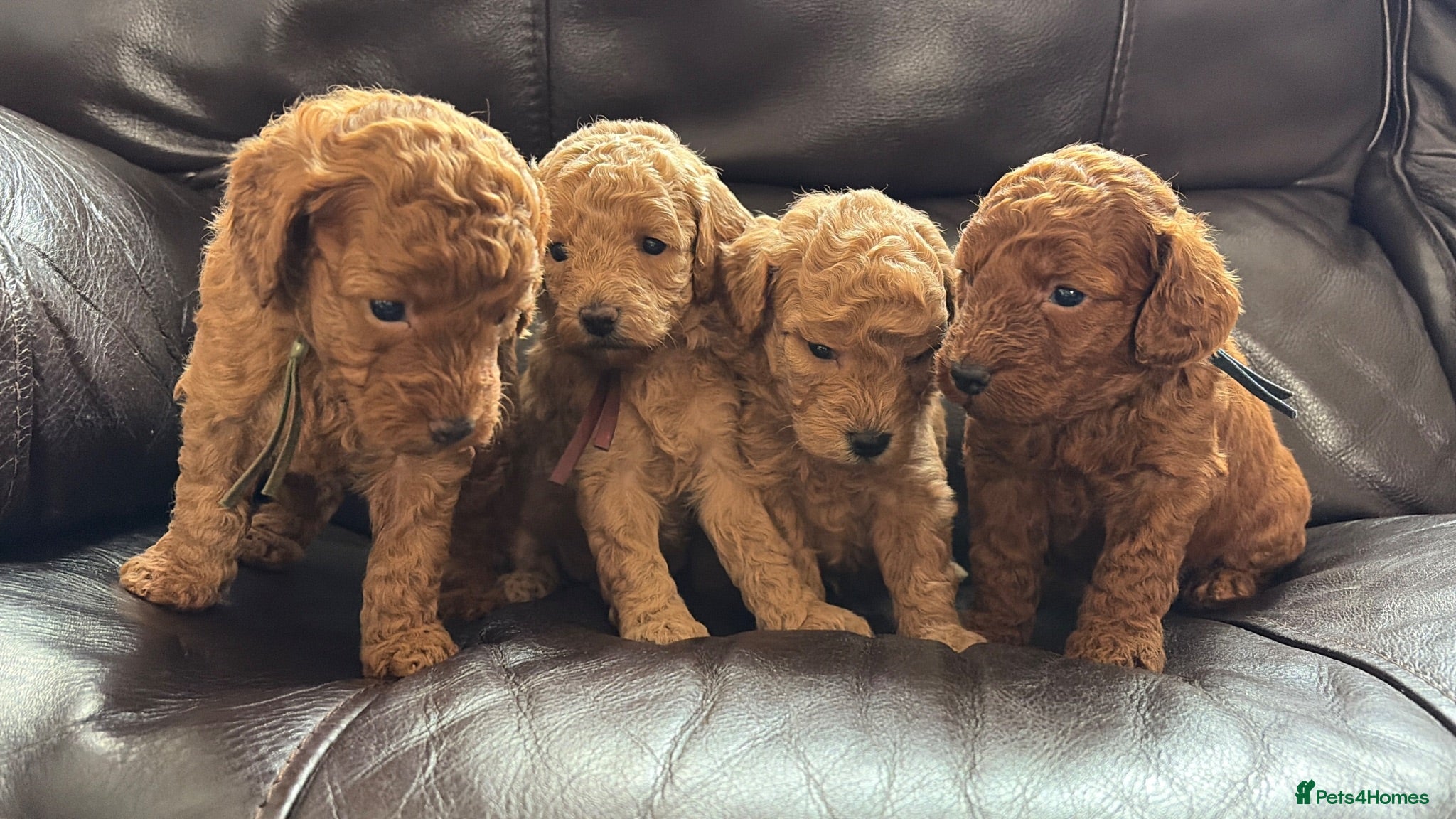 Miniature Poodle dogs KC DNA Health Tested Red Miniature Poodle Puppies - Advert 1