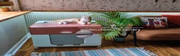 British Shorthair cats for sale: Exceptional Kittens from Outstanding Bloodlines  - Advert 6