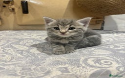 Domestic Shorthair cats for sale: Adorable Kittens - 4 available. Grey & Tabby - Image 3