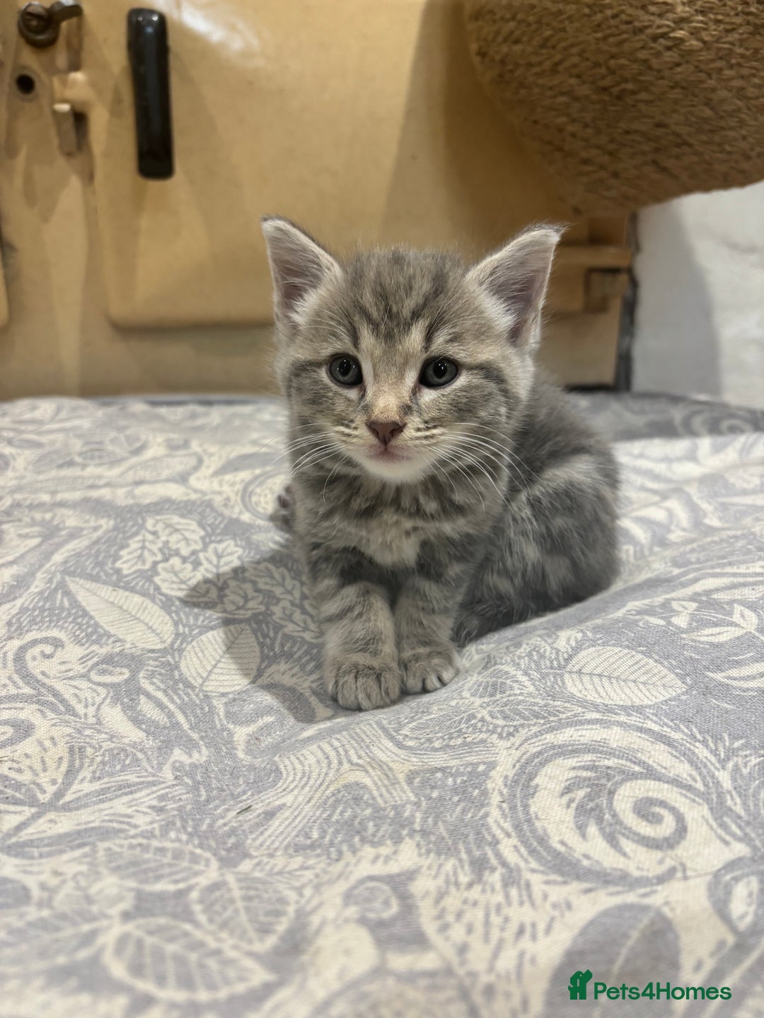Domestic Shorthair cats for sale: Adorable Kittens - 4 available. Grey & Tabby - Image 3