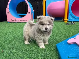 Chow Chow dogs Stunning exotic colour chowski puppies for sale - Advert 3
