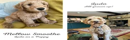Australian Labradoodle dogs for sale: Multigen Aus Labradoodle Puppies Born 16 October - Advert 5