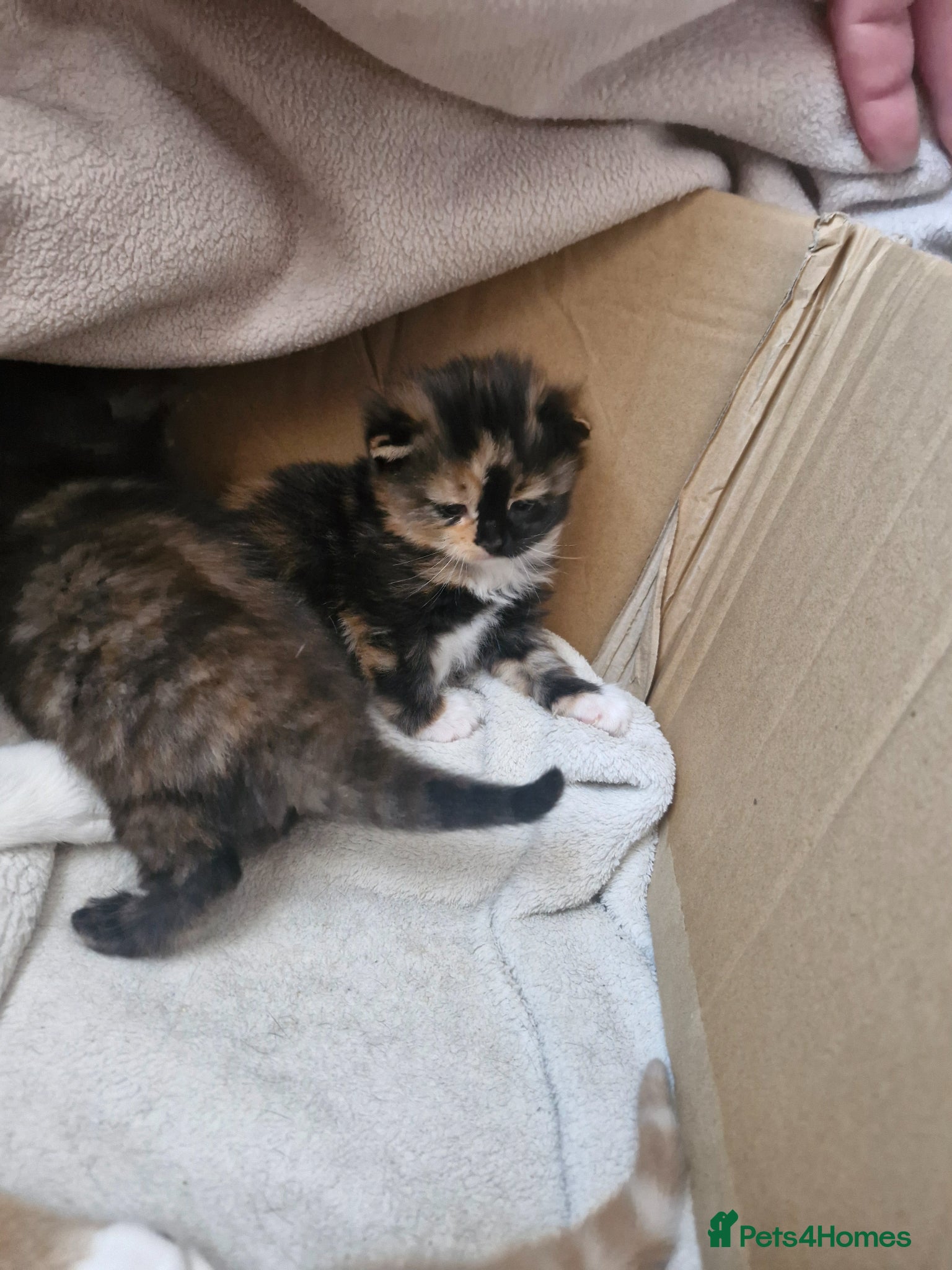 Mixed Breed cats little kittens are looking for a new home - Advert 2