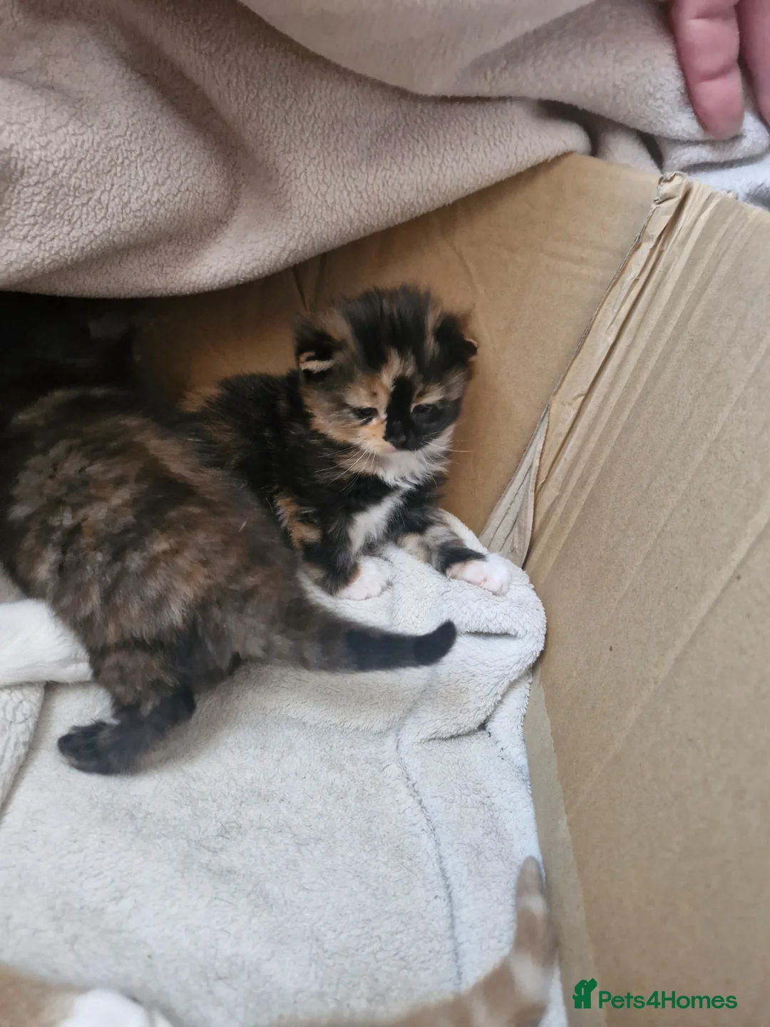 Mixed Breed cats for sale: little kittens are looking for a new home in Boston - Advert 2