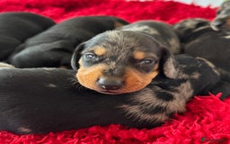 Dachshund dogs for sale: Pedigree Dachshund puppies PRA clear health tested - Image 18