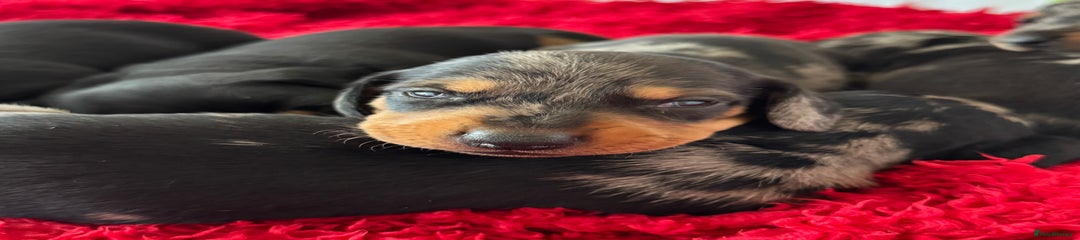 Dachshund Puppy 3