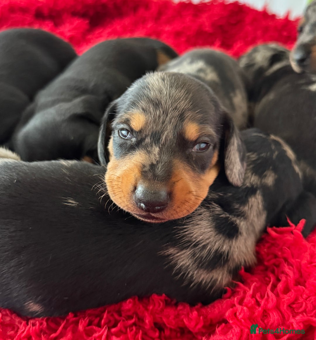 Dachshund dogs for sale: Pedigree Dachshund puppies PRA clear health tested - Image 18