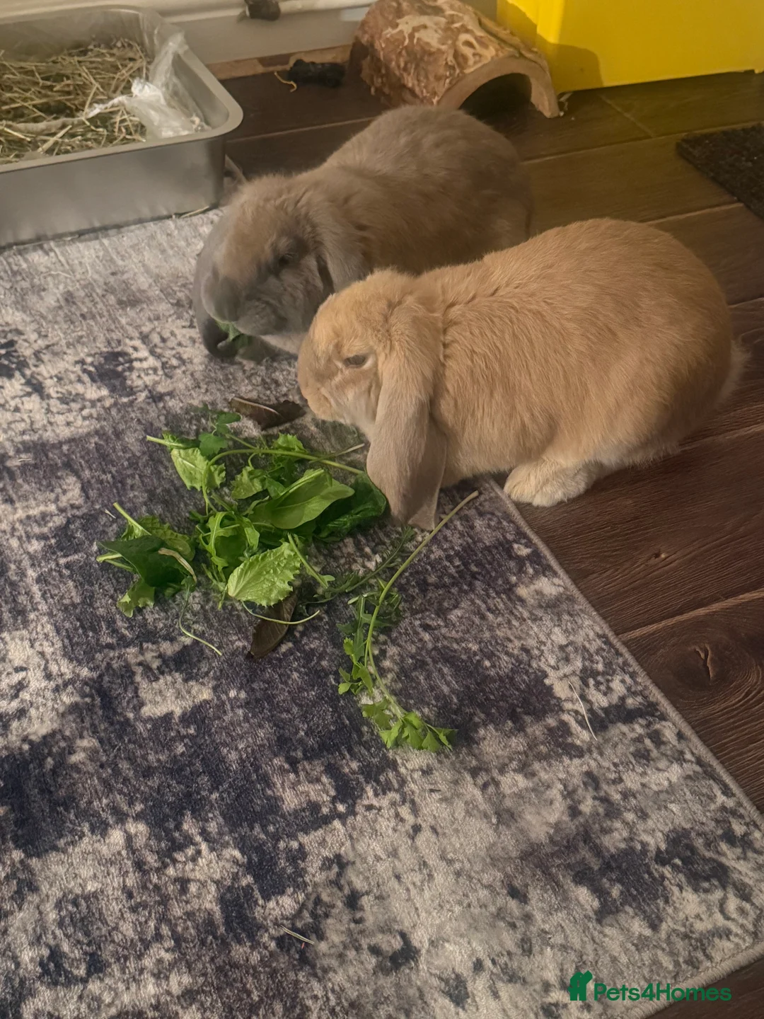 French Lop rabbits for sale: 2 bonded female French lops - Advert 1