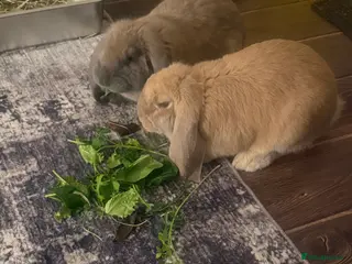 French Lop rabbits 2 bonded female French lops - Advert 3