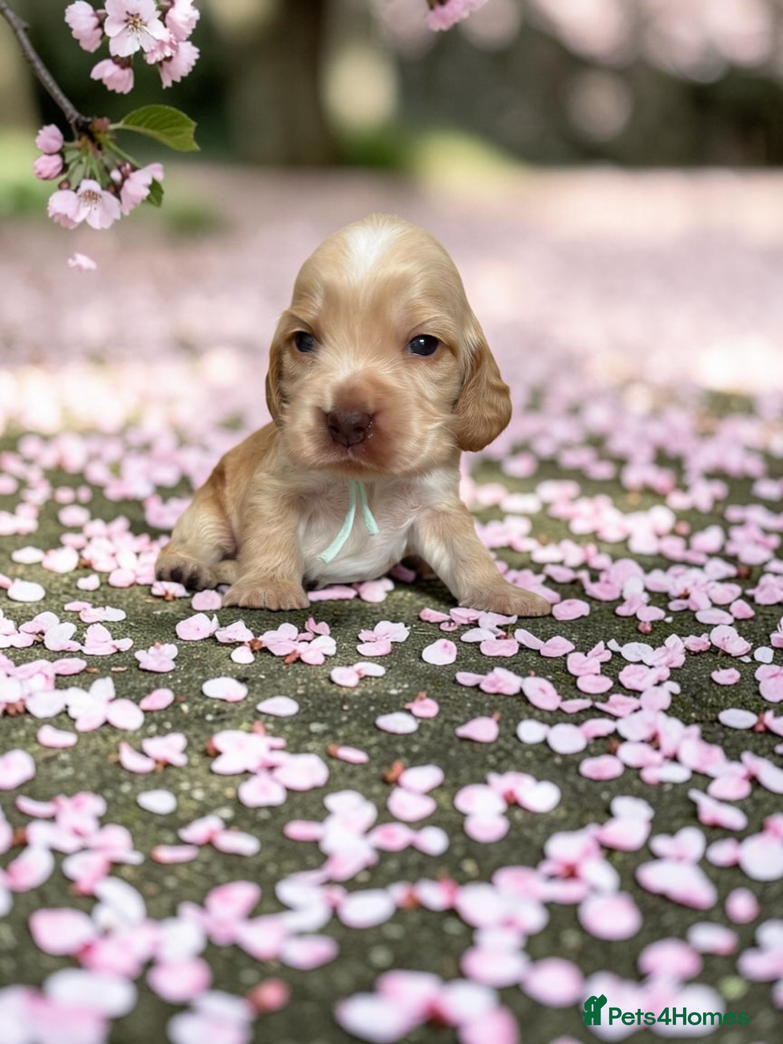 Cocker Spaniel dogs ❤️Only one stunning gold boy remaining❤️ - Advert 1