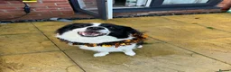 Border Collie dogs for sale: Border collie - Advert 3