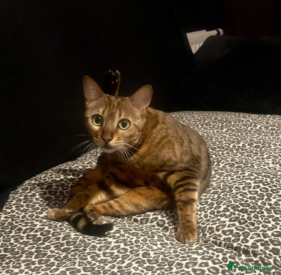 Bengal cats for sale: Bengal cat for sale - Advert 2