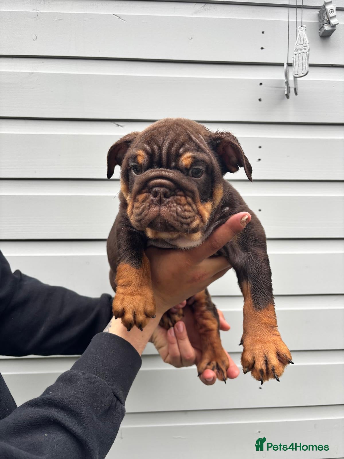 English Bulldog dogs for sale:  English Bulldogs DWKC 🧬🏆 Final reduction! - Advert 7