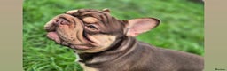 French Bulldog dogs for stud: ROJO AND TAN CARRYING PINK -Rare - Advert 5