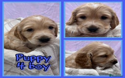 Cocker Spaniel dogs for sale: 5 beautiful show cocker spaniel puppies  - Image 5