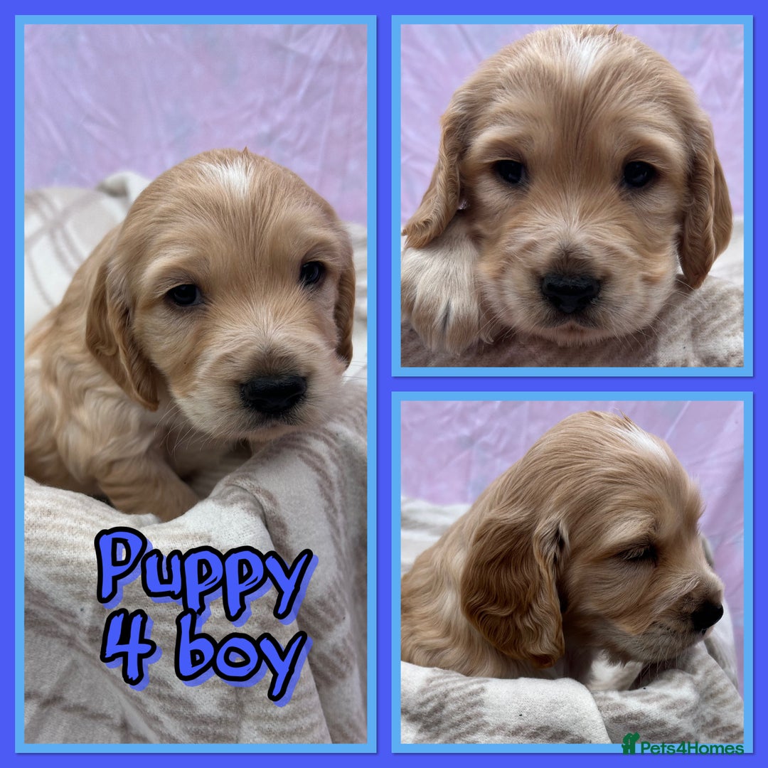 Cocker Spaniel dogs for sale: 5 beautiful show cocker spaniel puppies  - Image 5