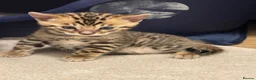 Bengal cats for sale: Amazing pedigree Bengal kitten  - Advert 4