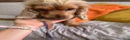 Mixed Breed dogs for adoption: ❤️SAVVY❤️ A HAPPY, AFFECTIONATE SHOW SPANIEL GIRL in Burton-on-Trent - Advert 5