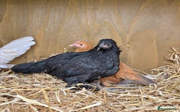 Chickens poultry for sale: Sablepoot Booted Bantam Pullets & Cockerels - Image 11