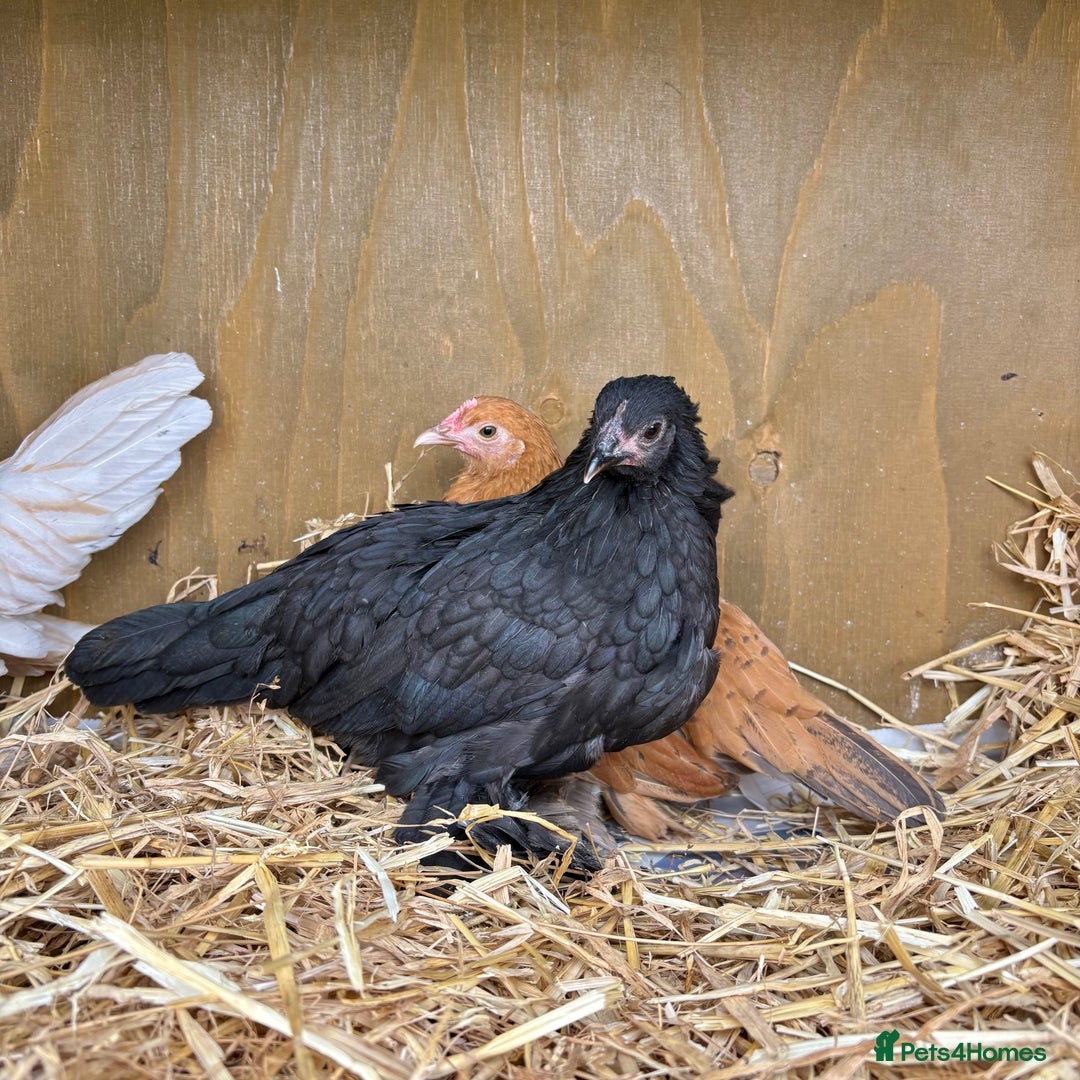 Chickens poultry for sale: Sablepoot Booted Bantam Pullets & Cockerels - Image 11