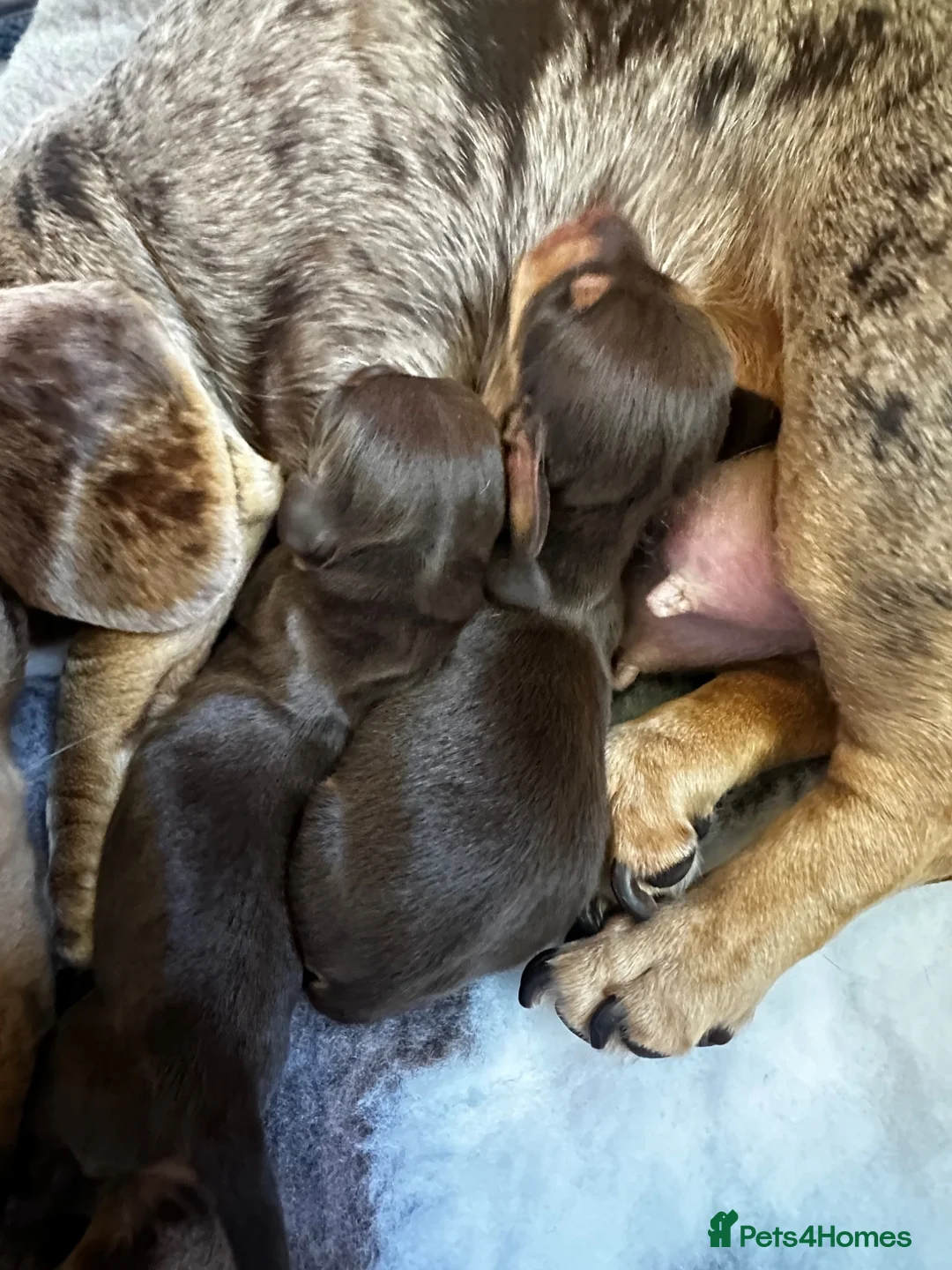 Miniature Dachshund dogs for sale: KC Registered, Chocolate & Tan Minature Dachshunds in Winchester - Advert 8