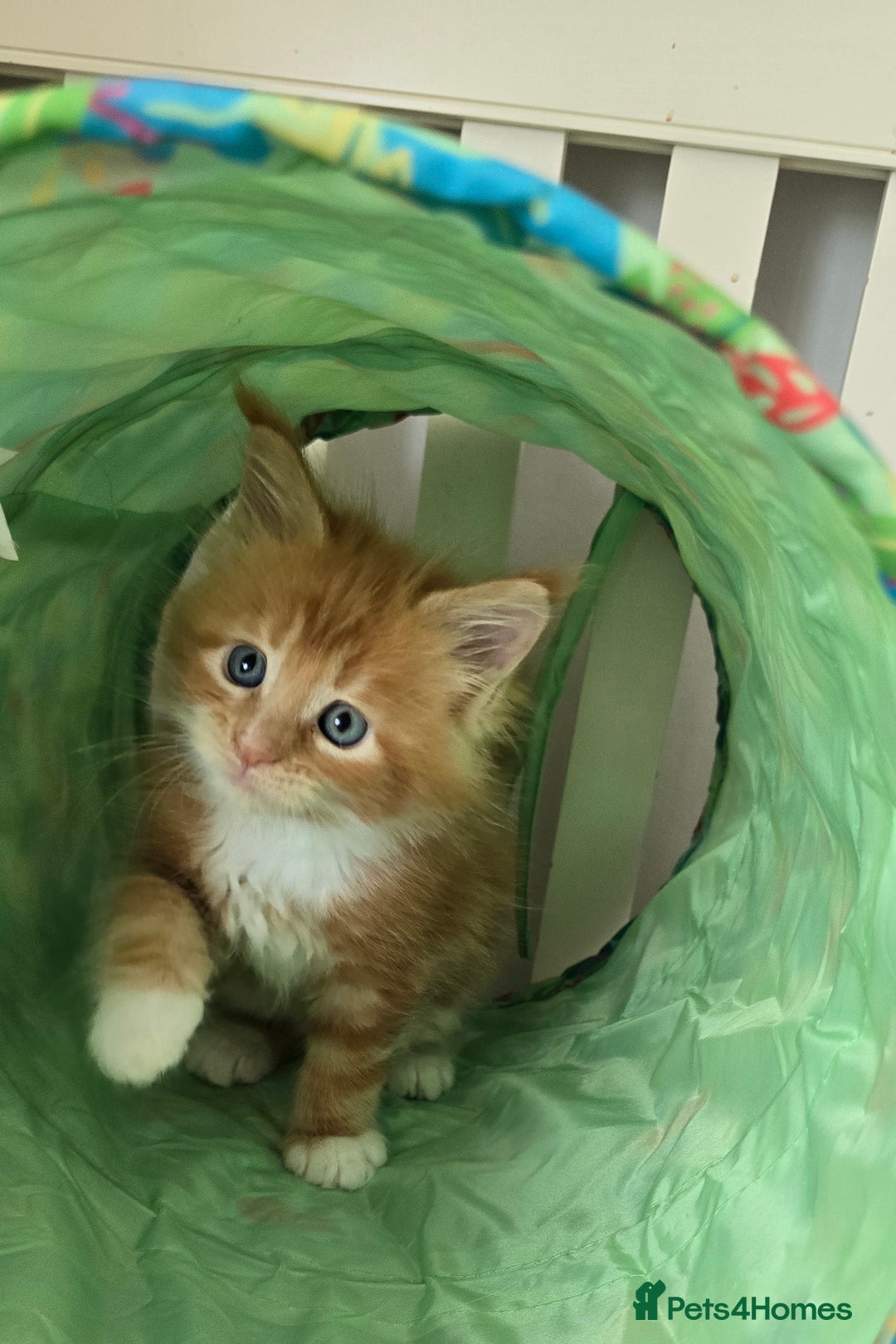 Maine Coon cats for sale: TICA registered pedigree Maincoon kittens - Image 4