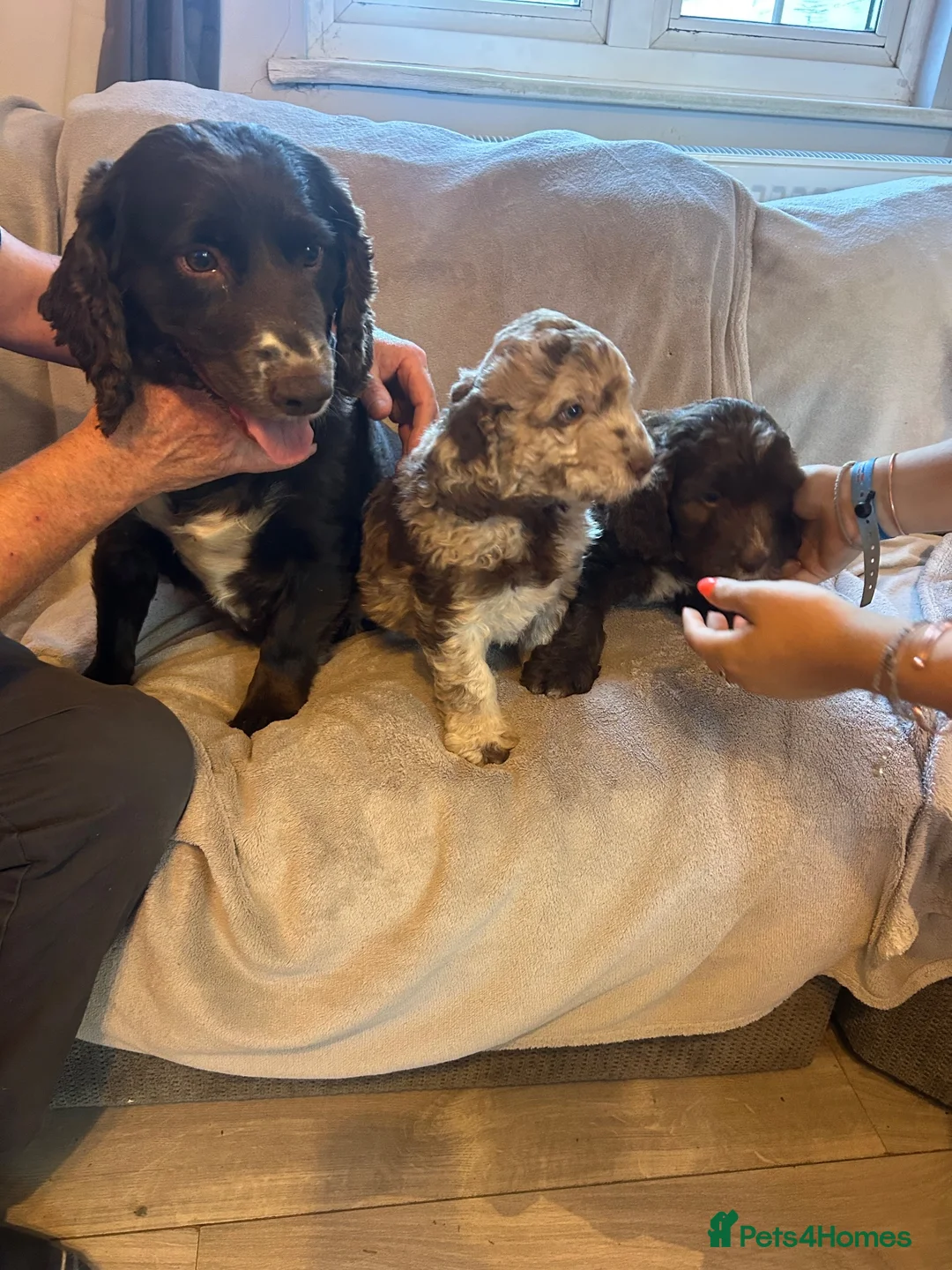 Cockapoo dogs for sale: Stunning cockapoo boys- 1 Merle 1 chocolate in Romsey - Advert 2
