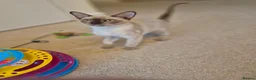 Burmese cats for sale: Gorgeous Pedigree Burmese Kittens - Advert 14