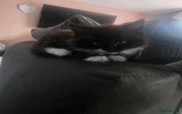 Mixed Breed cats for sale: Beautiful female fluffy kitten  - Image 3