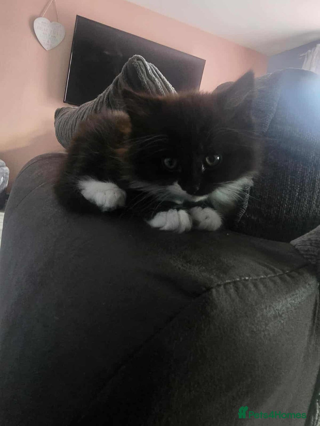 Mixed Breed cats for sale: Beautiful female fluffy kitten  - Image 3