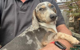 Miniature Dachshund dogs for sale: Miniature dachshund - Image 2