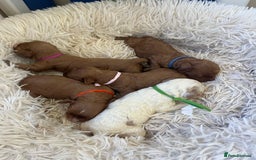 Cavapoo dogs for sale: Top Class Extensively tested F1b Toy Cavapoo pups - Image 6