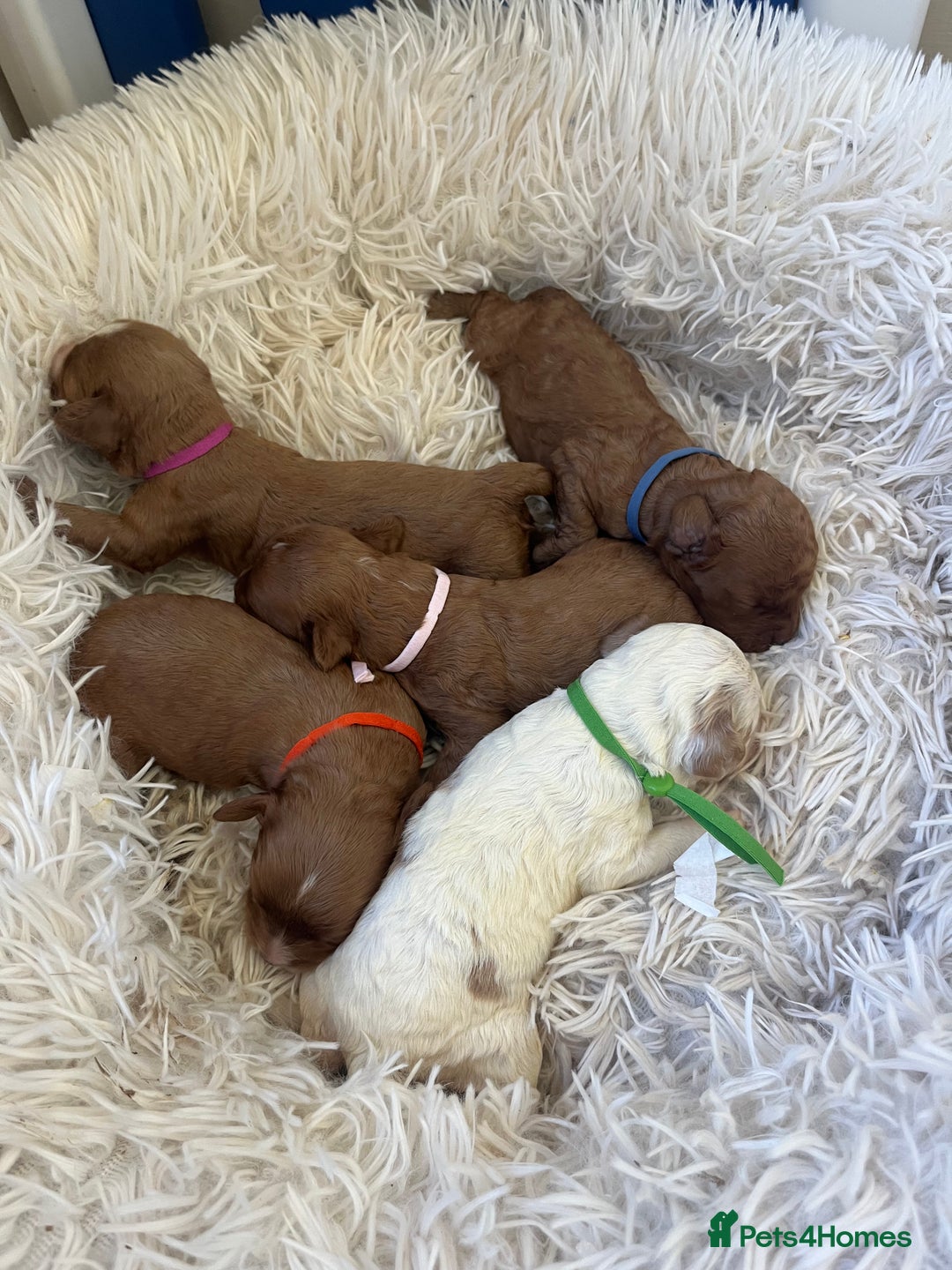 Cavapoo dogs for sale: Top Class Extensively tested F1b Toy Cavapoo pups - Image 6