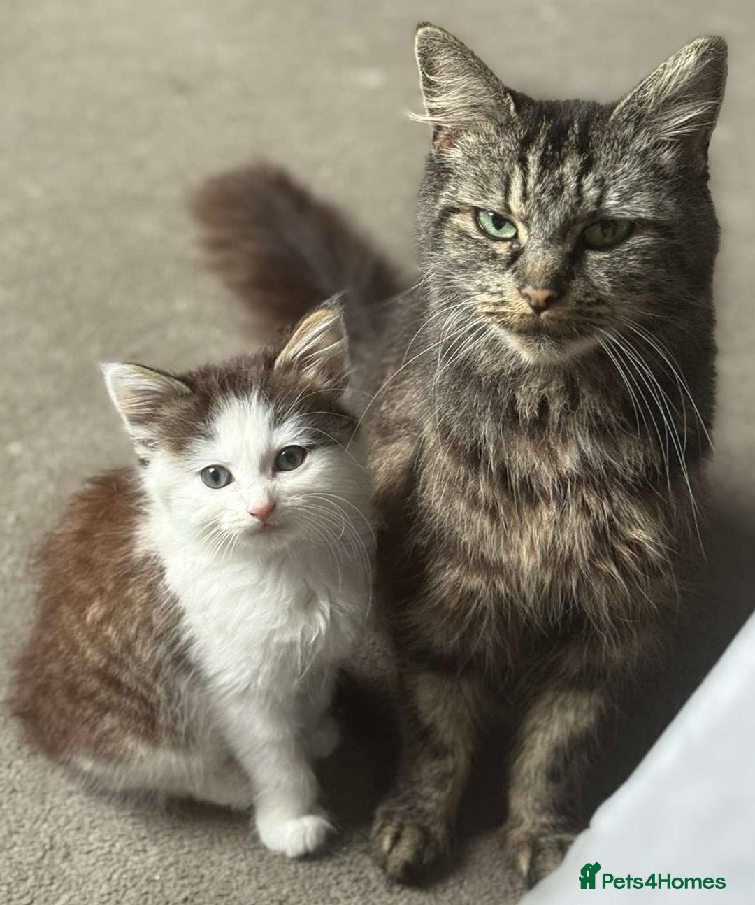 Mixed Breed cats for sale: Part Maine coon kittens - Advert 4