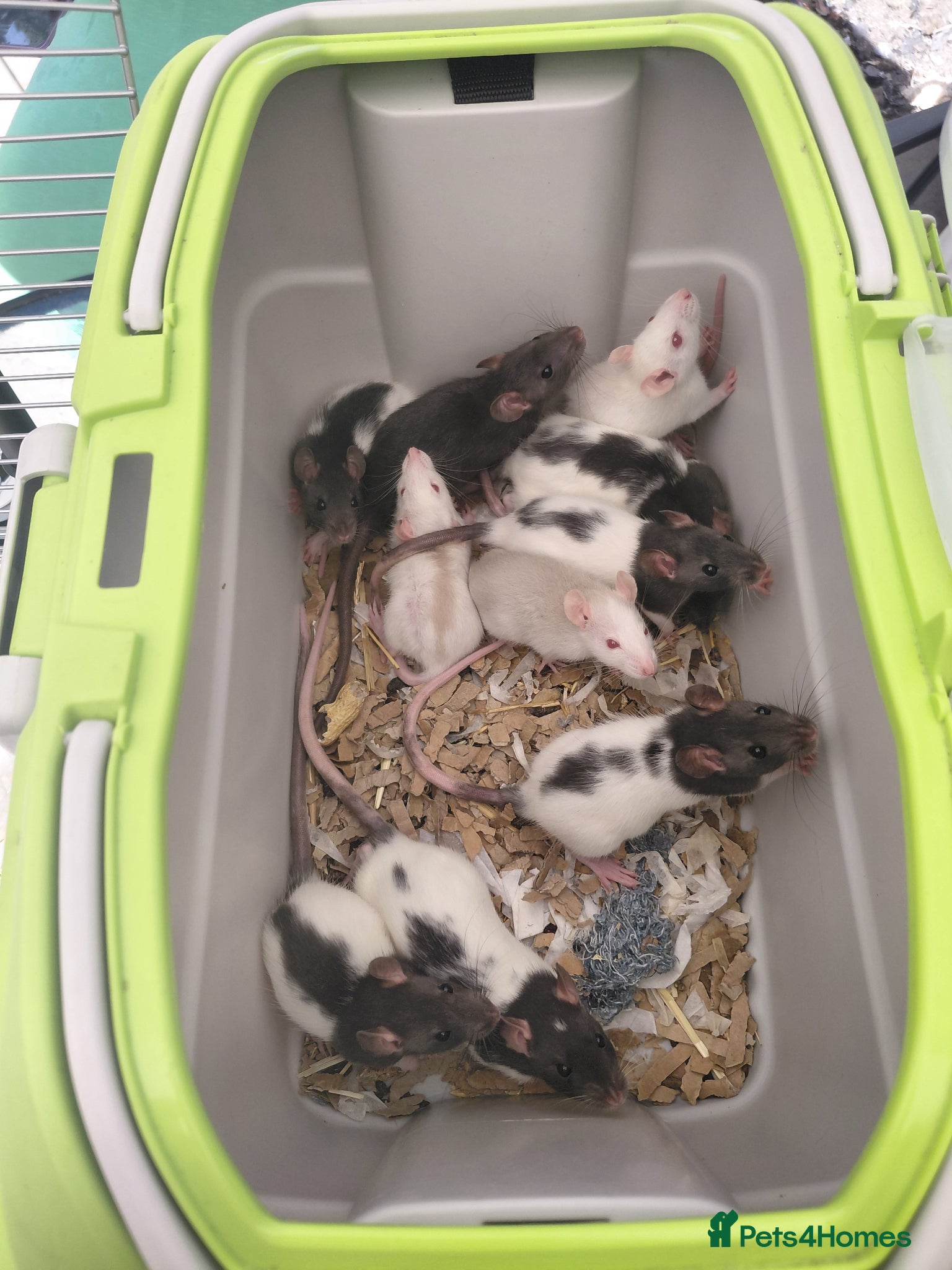 Rat rodents topeard and simise and we have 11 females left  - Advert 2