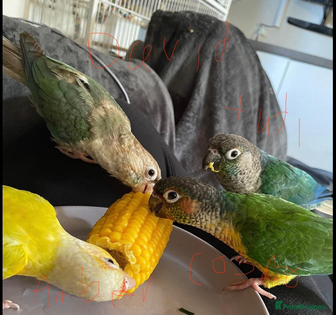 Conures birds 5 tame conures with full set up - Advert 1