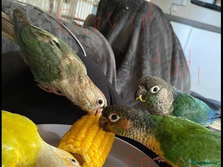 Conures birds 5 tame conures with full set up - Advert 1