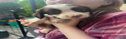 English Springer Spaniel dogs for sale: Springer spaniel pups - Advert 26