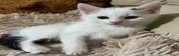 Mixed Breed cats for sale: 6 Lovely Kittens for sale  - Advert 27