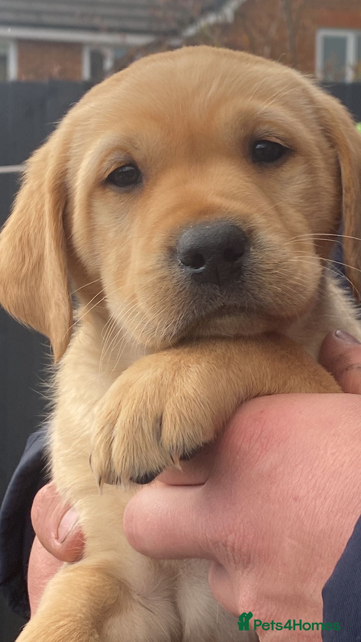 Labrador Retriever dogs Kennel club registered Labrador puppies  - Advert 16