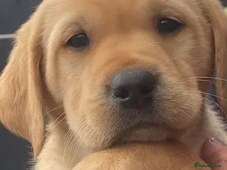 Labrador Retriever dogs Kennel club registered Labrador puppies - Advert 16