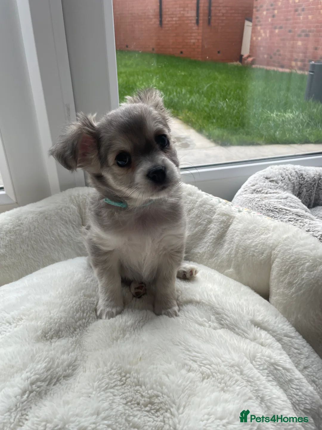 Chihuahua dogs for sale: Chihuahua girls - Advert 7