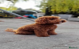 Miniature Poodle dogs for stud: Proven apricot miniature poodle in Sutton Coldfield - Image 10