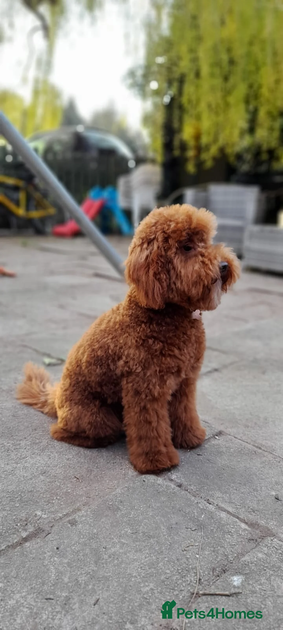 Miniature Poodle dogs for stud: Proven apricot miniature poodle in Sutton Coldfield - Advert 10