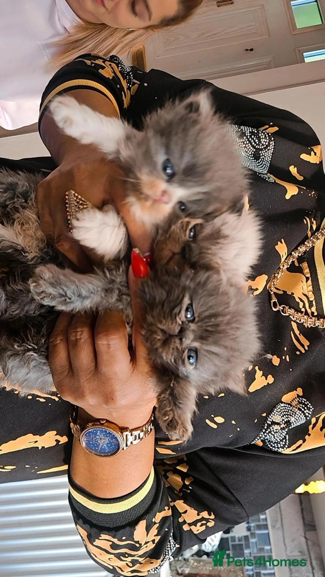 Persian cats for sale: Adorable Persian kittens  - Advert 9