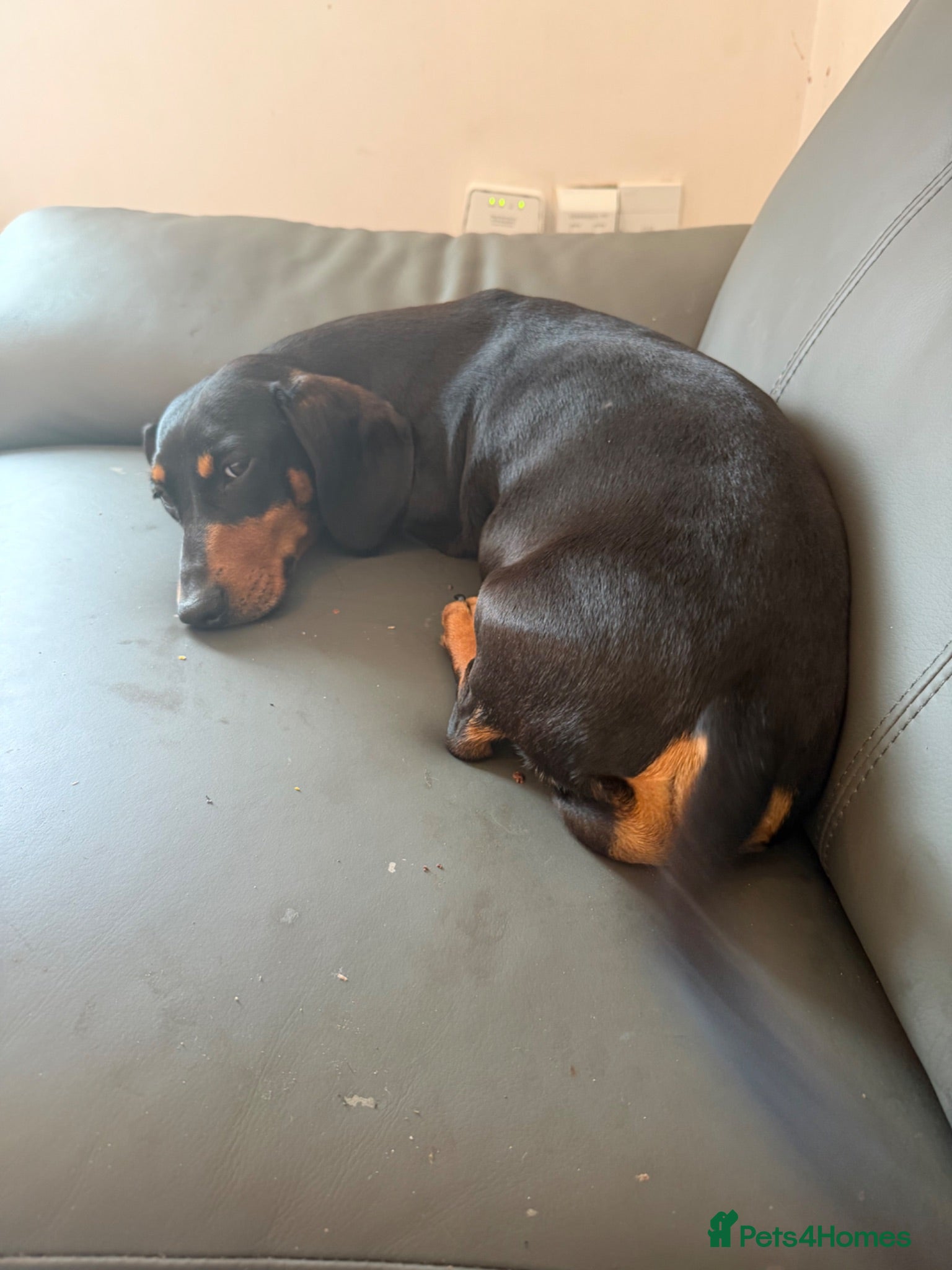 Miniature Dachshund dogs Miniature Dachshunds puppies - Advert 2