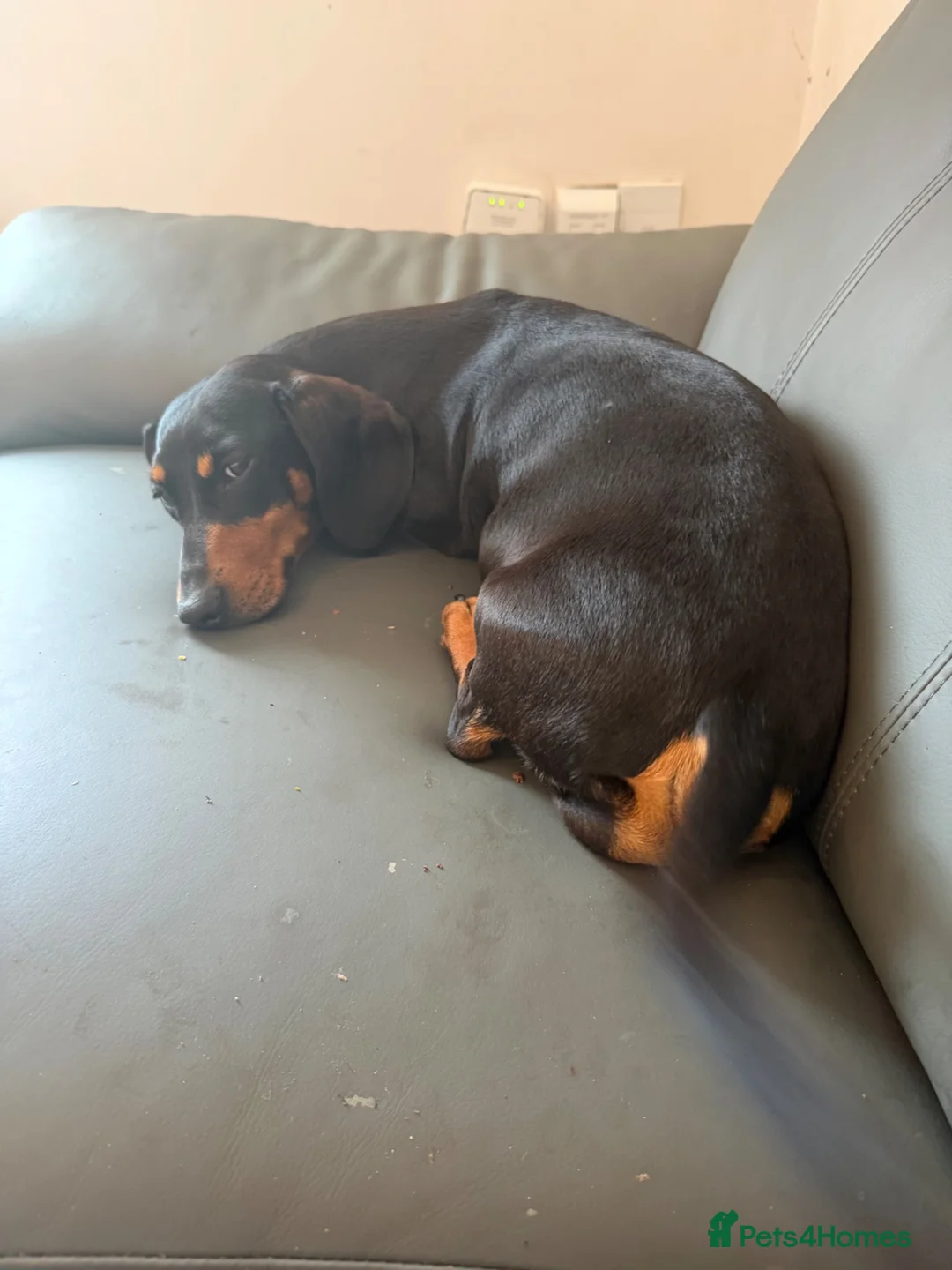 Miniature Dachshund dogs for sale: Miniature Dachshunds puppies in Bishop Auckland - Advert 2