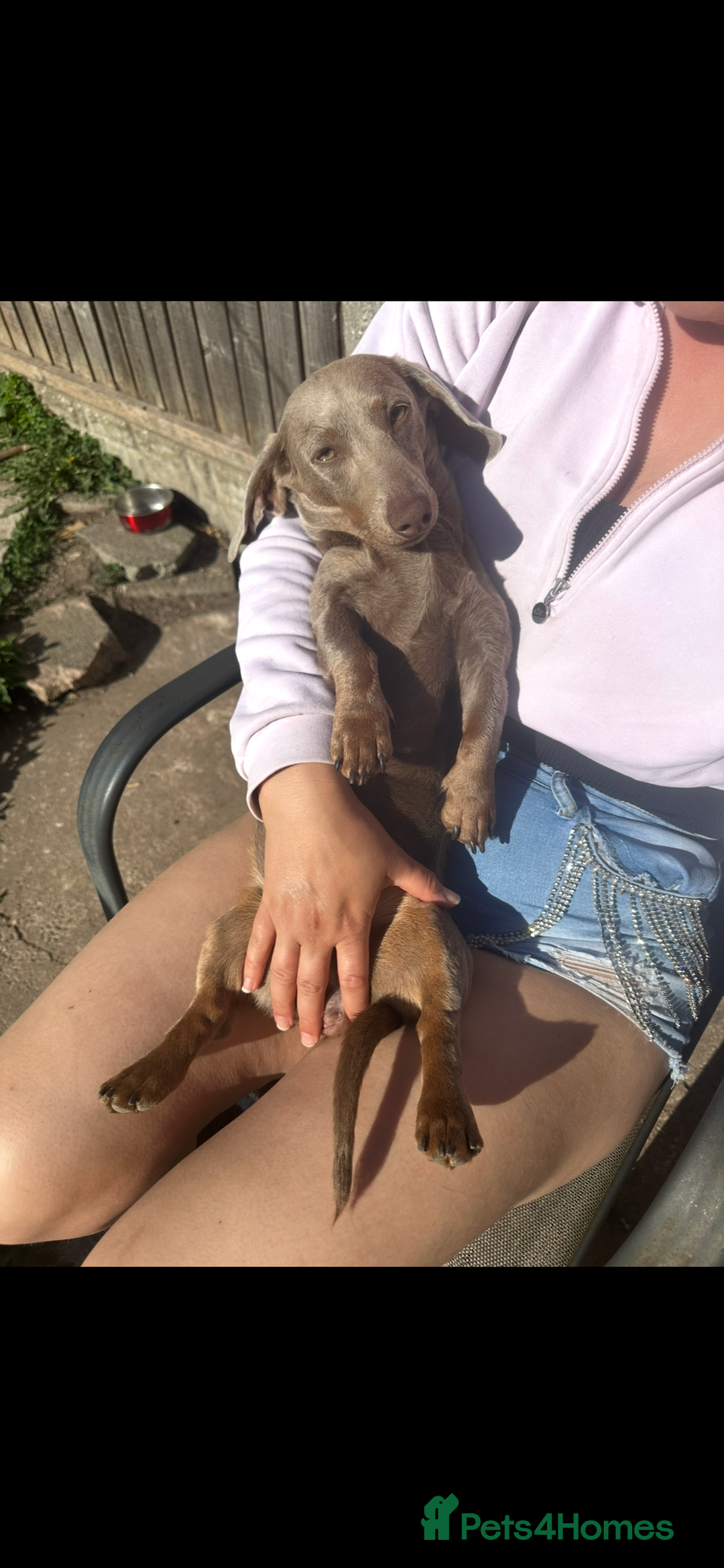 Miniature Dachshund dogs for sale: Cream Isabella and Tan Dapple boy - Image 9