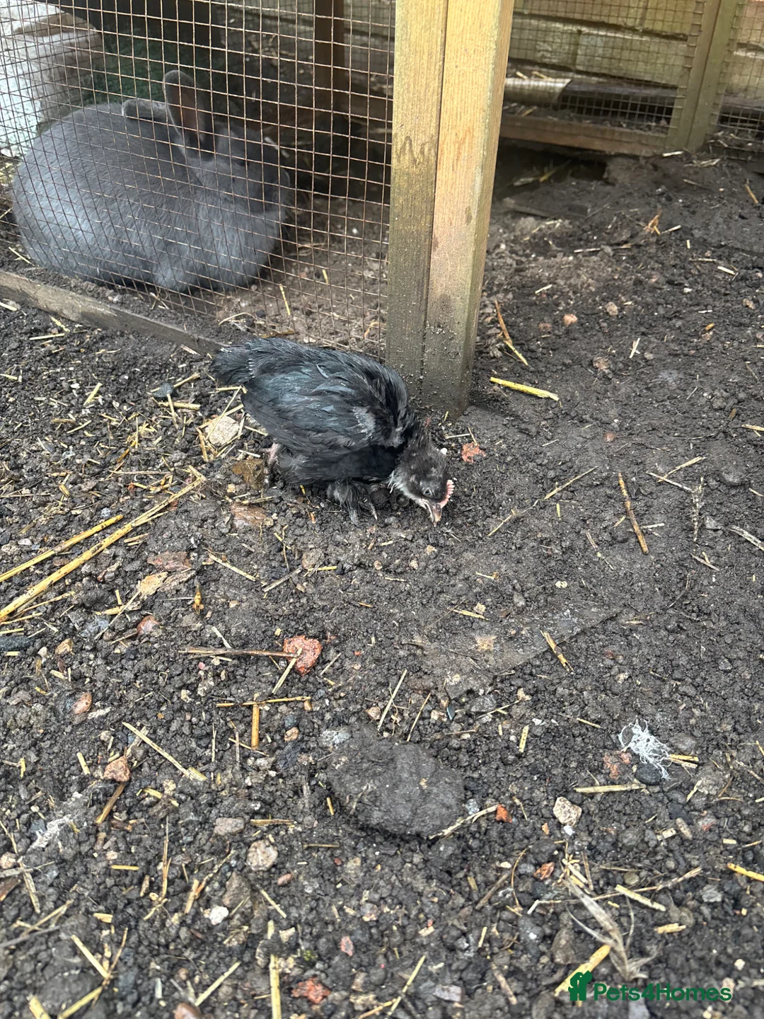 Chickens poultry for sale: Pekin bantam and Sable poot chicke - Advert 5