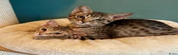 Ocicat cats for sale: Two delightful Ocicat boys available - Advert 1